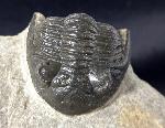 Hollardops mesocristatus (LE MAITRE 1952) - Bild &copy; FossNet FossilienStore